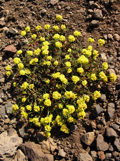 Yellow Flower Sonora Gap Springtime.
